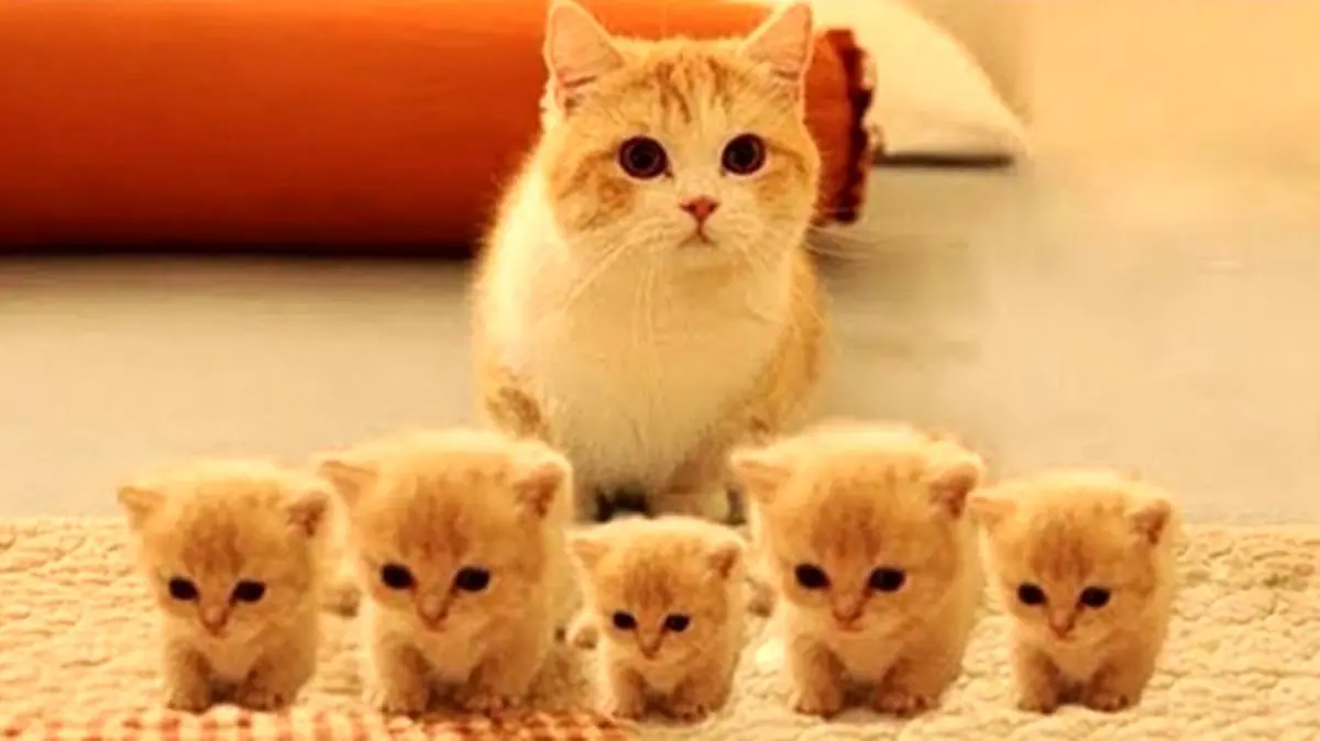 31552038-6563-l__8237