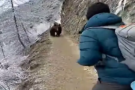 معماری طبیعت؛ مرد کاری کرد خرس نگون بخت خودکشی کنه