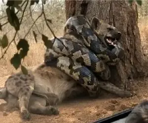 مستند حیات وحش؛ اتحاد کفتارهای بدسگال برای نجات برادرشان از حلقه مرگ پیتون