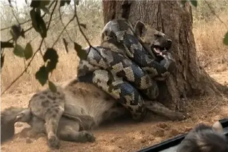 مستند حیات وحش؛ اتحاد کفتارهای بدسگال برای نجات برادرشان از حلقه مرگ پیتون