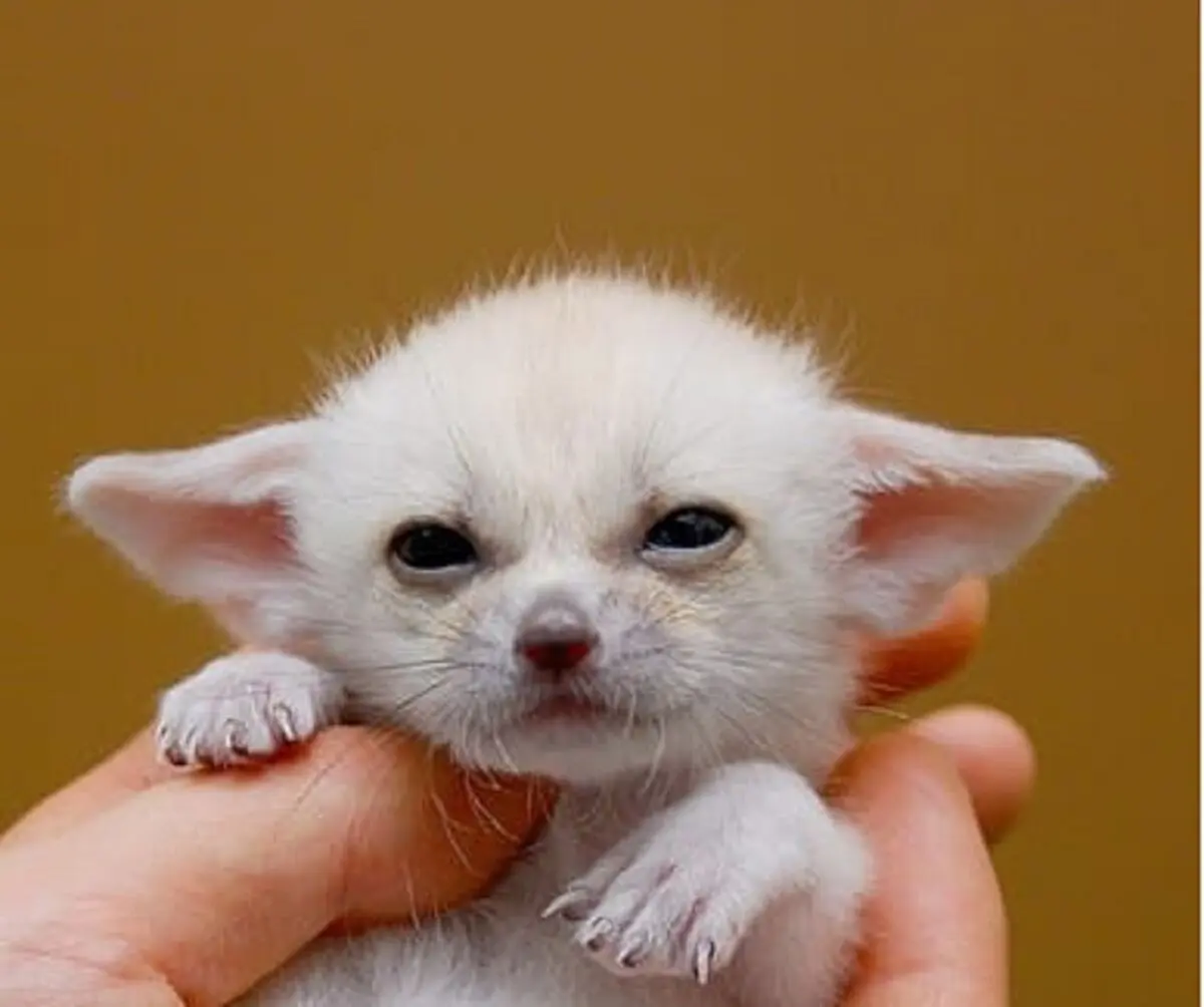 Baby-Fennec-Fox