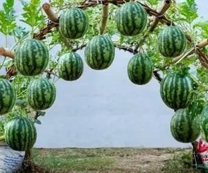 محصولات کشاورزی منحصر به فرد؛ هندوانه رو جوری پرورش میدن که بشه مثل طاق نصرت عروس