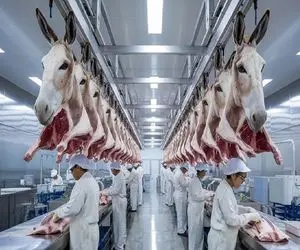 فرآوری الاغ؛ الاغ هیچ دورریز نداره شیرش میشه دوا پوستش ژلاتین و گوشتش هم کباب