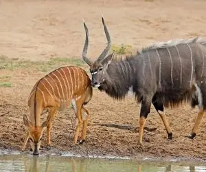 مستند حیات وحش؛ گوزنی که هم سگ ها می خواستنش هم اسب آبی اما آخر نصیب تمساح شد