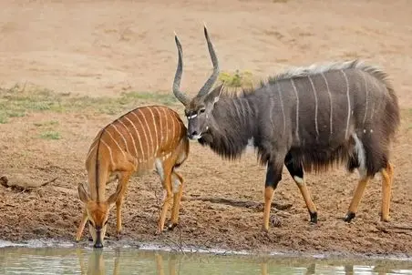 مستند حیات وحش؛ گوزنی که هم سگ ها می خواستنش هم اسب آبی اما آخر نصیب تمساح شد