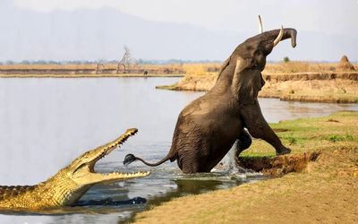 از جذابیت های حیات وحش؛ کروکودیل دیوونه می خواست فیل غووول رو از دُمش شکار کنه!