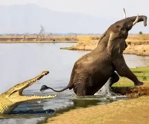 از جذابیت های حیات وحش؛ کروکودیل دیوونه می خواست فیل غووول رو از دُمش شکار کنه!