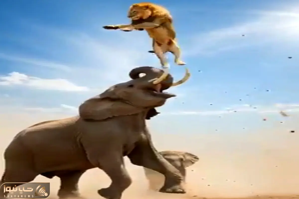 مستند حیات وحش؛ در نبرد انتقام جویانه طبیعت کینه و شرارت فیل شکم شیرو پاره کرد