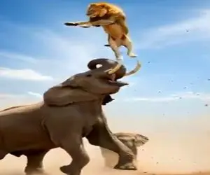مستند حیات وحش؛ در نبرد انتقام جویانه طبیعت کینه و شرارت فیل شکم شیرو پاره کرد