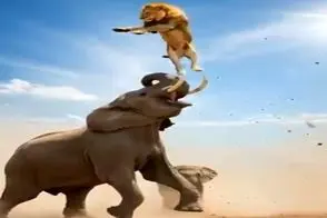 مستند حیات وحش؛ در نبرد انتقام جویانه طبیعت کینه و شرارت فیل شکم شیرو پاره کرد