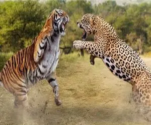 مستد حیات وحش؛ در نبرد ببر خط دار و پلنگ سریع چه کسی در صدر است