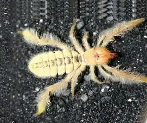 راز بقا؛ شترگاوپلنگ شنیده بودیم اما عنکبوت شتری نه! این عنکبوت غول پیکر از کجا اومده؟