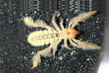 راز بقا؛ شترگاوپلنگ شنیده بودیم اما عنکبوت شتری نه! این عنکبوت غول پیکر از کجا اومده؟