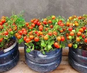 ایده های خلاقانه؛ گوجه فرنگی رو تو بطری های پلاستیکی آب بکار خروار خروار برداشت کن