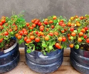 ایده های خلاقانه؛ گوجه فرنگی رو تو بطری های پلاستیکی آب بکار خروار خروار برداشت کن