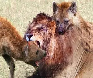 جذابیت حیات وحش؛ کفتار ددمنش شیر مسلول در حال احتضار رو کبود کرد به نیش کشید