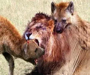 جذابیت حیات وحش؛ کفتار ددمنش شیر مسلول در حال احتضار رو کبود کرد به نیش کشید