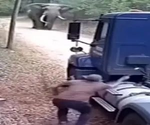 معماری طبیعت؛ فیل راننده رو زیر ماشین خودش له کرد
