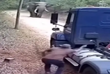 معماری طبیعت؛ فیل راننده رو زیر ماشین خودش له کرد