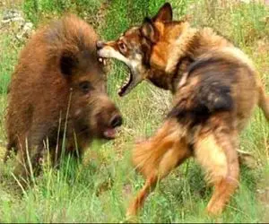 بدایع حیات وحش؛ کفتار پتیاره با حمله به گراز یه دستشو از دست داد خوراک ببر شد