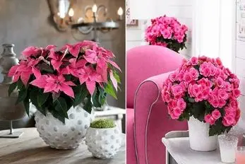 گیاهان آپارتمانی گلدار؛ اینا تو زمستونم گل میدن باهاشون دکوراسیون فوق زیبا و خوشبوئه