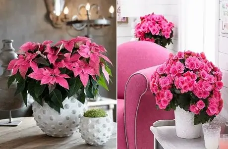 گیاهان آپارتمانی گلدار؛ اینا تو زمستونم گل میدن باهاشون دکوراسیون فوق زیبا و خوشبوئه