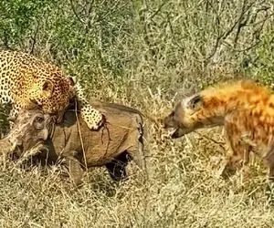 از جذابیت های حیات وحش؛ گراز غول پیکر در مبارزه ناجوانمردانه با چهار کفتار و یک پلنگ