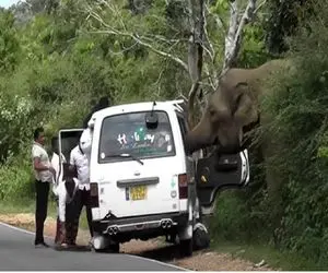 از جذابیت‌های حیات وحش؛ فیل‌ها هم وحشی شدنا الکی به آدما حمله میکنن