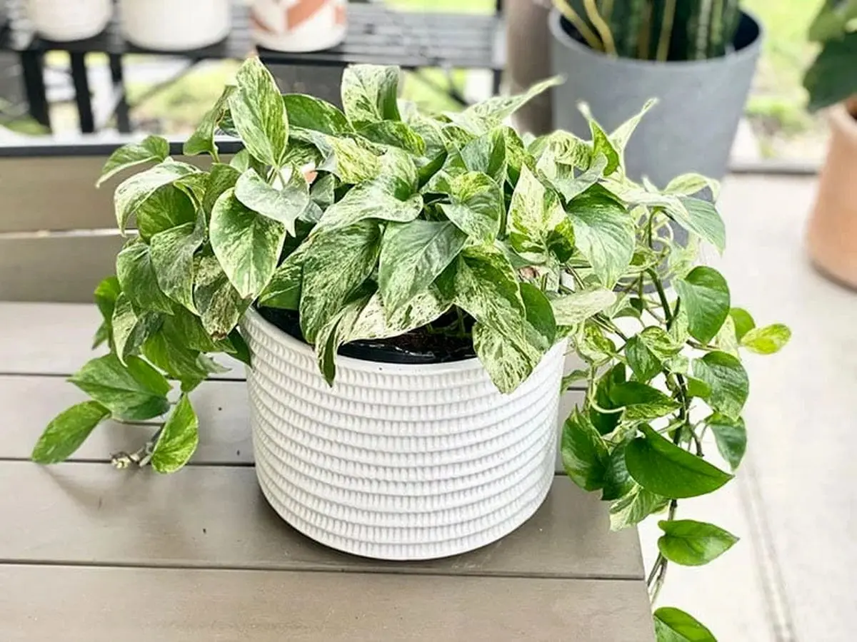پتوس ملکه مرمر (Marble Queen Pothos)