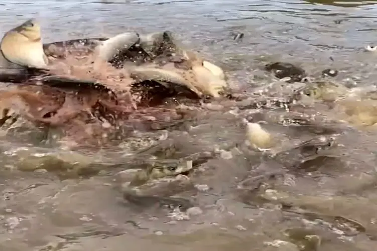 معماری طبیعت؛ ماهی ها به خاطر بوالهوسی خودشون این بلا سرشون اومد