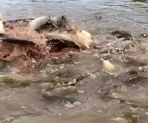 معماری طبیعت؛ ماهی ها به خاطر بوالهوسی خودشون این بلا سرشون اومد