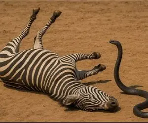 مستند حیات وحش / مامبای سیاه زهرآلود خر سیاه سفید را مثل برق زد زمین