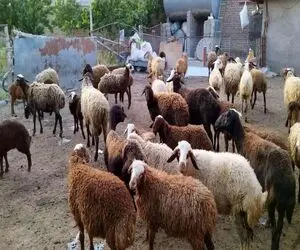 (جدول) قیمت دام زنده امروز ۴ بهمن ۱۴۰۳/ بازار پرتنش شد؟