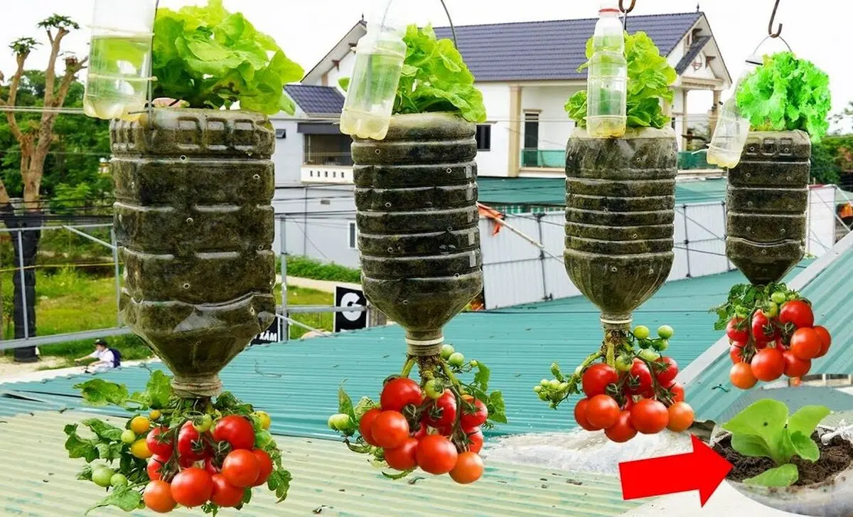 کاشت گوجه فرنگی در بطری