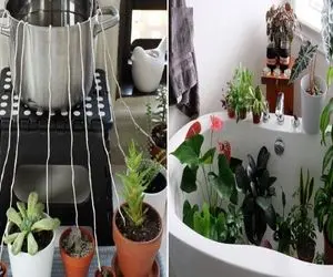 آبیاری گیاهان آپارتمانی در مسافرت/ اینجوری تو عید بری سفر نمیخواد گلاتو بسپاری به کسی