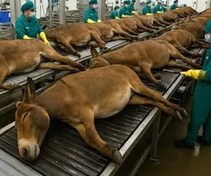 فرآوری الاغ؛ الاغ بعد 60 سال برد سلاخخونه از پوست شیر و گوشتش بهره ببره بدون دور ریز