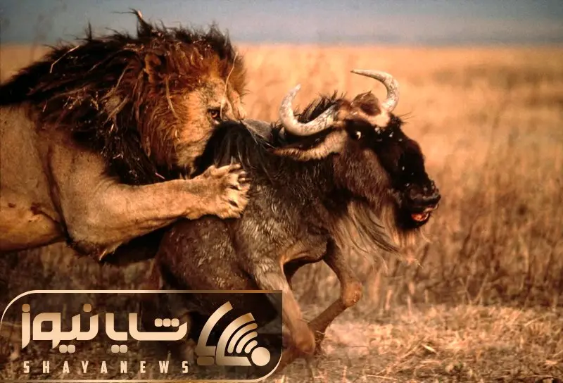 از جذابیت های حیات وحش؛ وضعیت ناجور کل یالدار که موقع فرار از دست شیر افتاد تو باتلاق