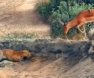 مستند حیات وحش؛ پلنگ پنهان شد و منتظر ماند تا ایمپالا به نقطه مرگ برسد