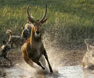 حیات وحش حیرت انگیز؛ بزهای صخره نورد یه گله سگ وحشی گشنه رو مچل خودشون کردن خنده دار