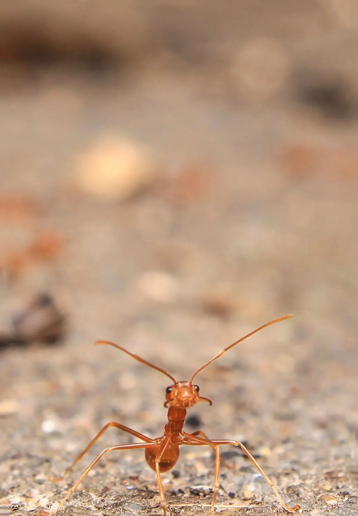 pexels-prasanthdas-1114171