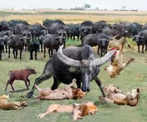 مستند حیات وحش / بوفالو قداره بر سر به تنهایی یک گله شیر را حریف است