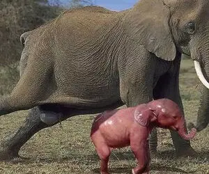 شگفتی های حیات وحش؛ زایمان دلهره آور فیل و حس مادری بعد به دنیا آوردن بچه اش