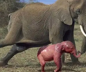 شگفتی های حیات وحش؛ زایمان دلهره آور فیل و حس مادری بعد به دنیا آوردن بچه اش