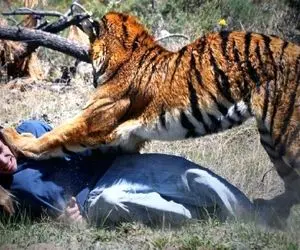 از جذابیت های حیات وحش؛ صحنه دلخراش حمله ببر وحشی به انسان؛ دستشو با دندون قطع کرد!