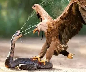 مستند حیات وحش/ در نبرد مرگبار عقاب و مار چه کسی بازمانده است؟