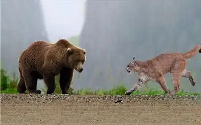 نبرد حیات وحش/ جدال گربه وحشی در مقابل خرس گربه وحشی با پنجه هاش کم نمیاره