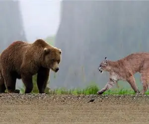 نبرد حیات وحش/ جدال گربه وحشی در مقابل خرس گربه وحشی با پنجه هاش کم نمیاره