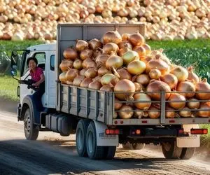 کشاورزی نوین؛ از دل زمین پیاز میکشن بیرون هر کدوم اندازه هندوانه اما تند و تیز