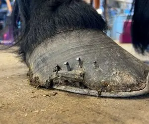 حیوانات غول جثه؛ ببینید چجور بزرگ ترین اسب دنیا رو که اندازه فیله پاهاش رو نعل می زنن