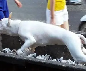 کباب سگ؛ سگ سفید نازنازی زنده جوشوند به صلابه کشید کله پاچه شو داد ملت بخورن